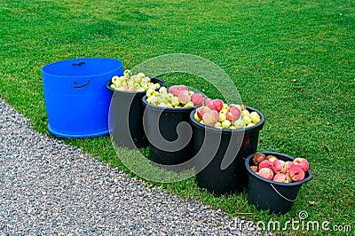 Windfall apple in buckets standing in garden Stock Photo