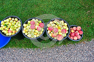 Windfall apple in buckets standing in garden Stock Photo