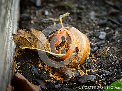 Windfall apple holed by wasps Stock Photo