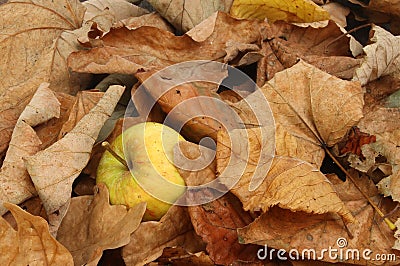 Windfall apple Stock Photo