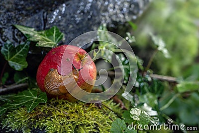 Windfall apple with a slug lying in the moss, beginning autumn in the garden, copy space, selected focus Stock Photo