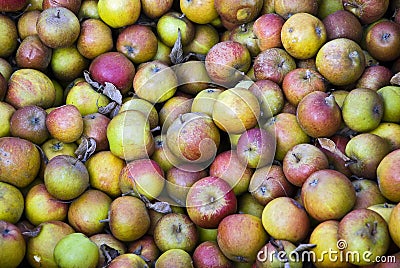 Windfall apples Stock Photo