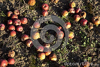 Windfall apples Stock Photo