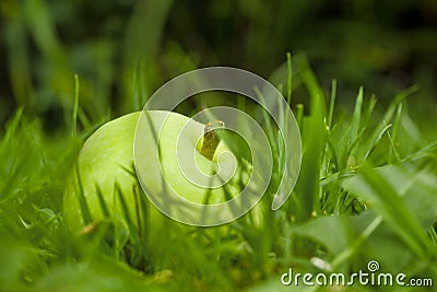 Windfall apples on the ground Stock Photo