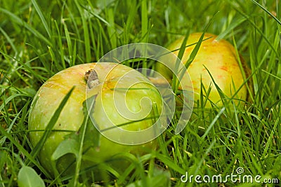 Windfall apples on the ground Stock Photo