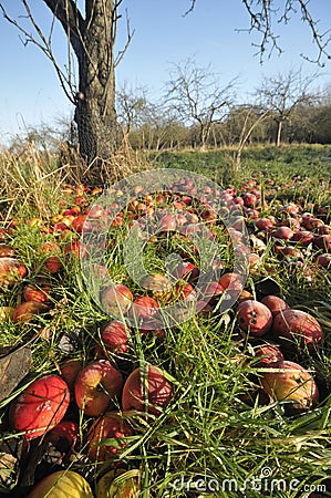 Windfall Apples Stock Photo