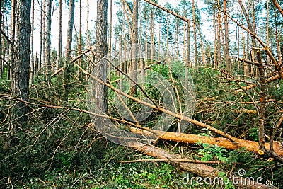 Windfall in forest. Storm damage. Stock Photo