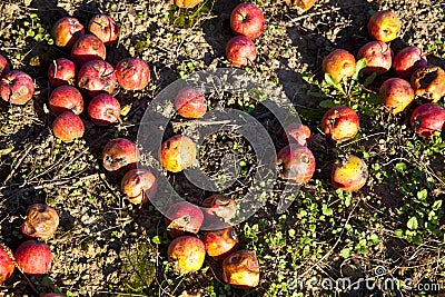 Windfall fruits on the meadow Stock Photo