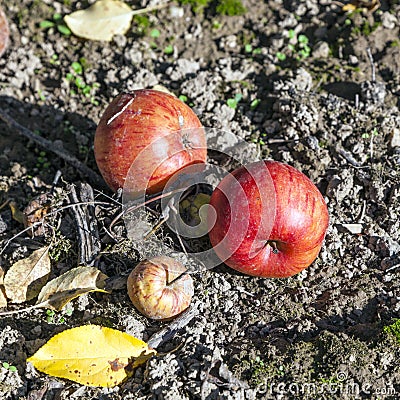 Windfall on the ground in autumn Stock Photo