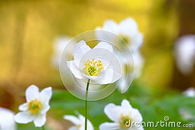 Windflower or Anemone nemorosa flower in the forest in spring Stock Photo