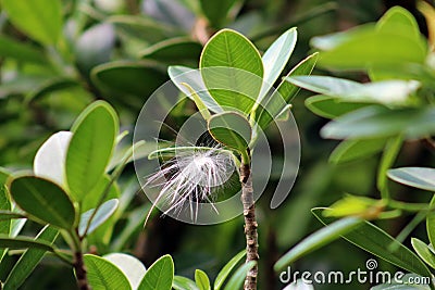 Windflower wildflower dandelion wind flower stuck in plant Stock Photo