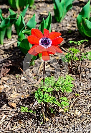 Windflowers Anemone is a genus of flowering plants in the buttercup family Ranunculaceae Stock Photo