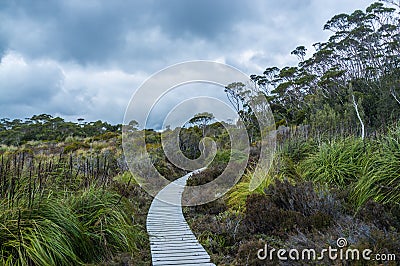 Winding boardwalk among native vegetation in Hartz Mountains Nat Stock Photo