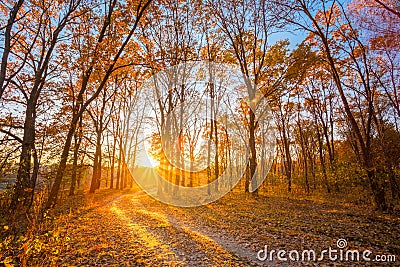 Winding Countryside Road Path Walkway Through Autumn Forest. Sunset Stock Photo