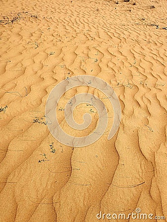 Winding desert sands as symmetrical lines and some desert herbs Stock Photo