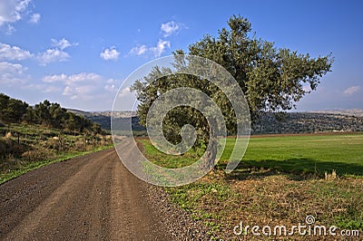 Winding dirt road and olive tree Stock Photo
