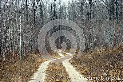 Winding dirt road though bare maple trees in the woods. Stock Photo