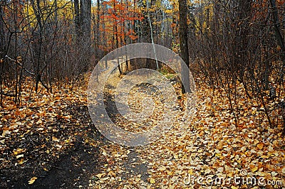 Winding hiking trail in late autumn forest Stock Photo