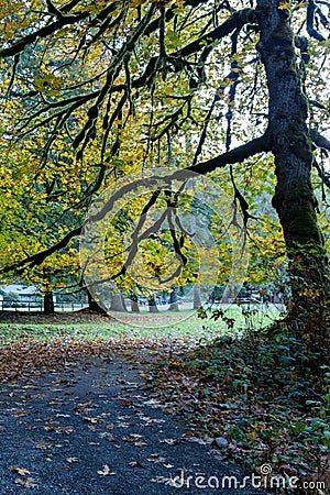 winding path through park with tall autumn trees Stock Photo