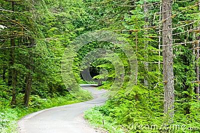 Winding Road in Forest Stock Photo