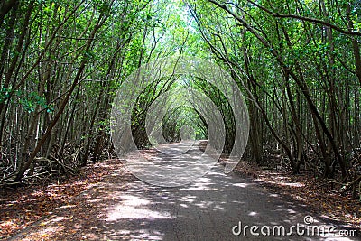 Winding road through the Mangroves, Miami, Florida USA Stock Photo