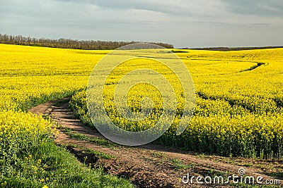 Winding road between rapeseed fields Stock Photo