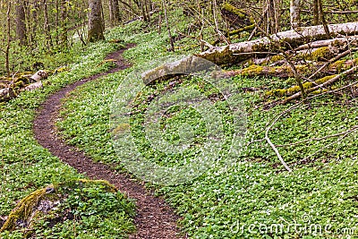 Winding trail in a flowering forest at spring Stock Photo