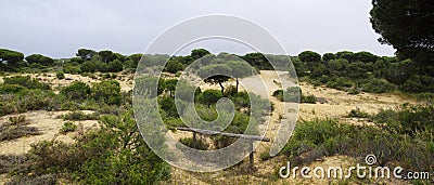 A winding wooden boardwalk across the dunes near Matalascanas, Province Huelva Stock Photo