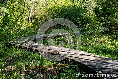 A winding wooden bridge in the forest. A forest path leading across a bridge in a dendrological park. Stock Photo