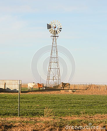 Windmill and cattle in texas panhandle Stock Photo