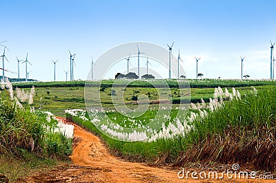 Windmill Farm and Sugar Cane Fields Stock Photo