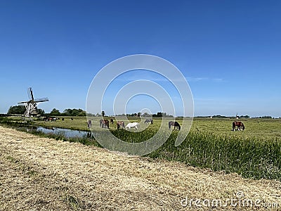 A windmill and horses around Grou Stock Photo