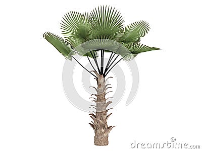 Windmill_palm_(Trachycarpus_fortunei) Stock Photo