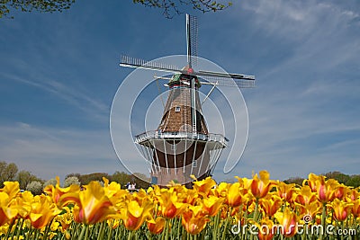 Windmill and Tulips Stock Photo