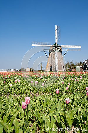 Windmill & tulips Stock Photo