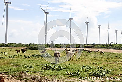 Windmill turbines and wild donkeys Editorial Stock Photo