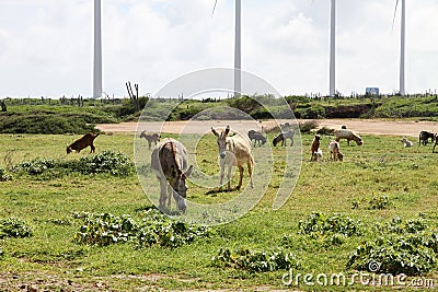 Windmill turbines and wild donkeys Stock Photo