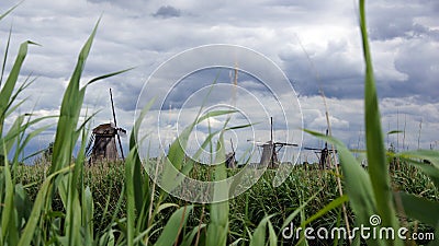 Windmills behind reed nder dutch sky at Kinderdijk Stock Photo