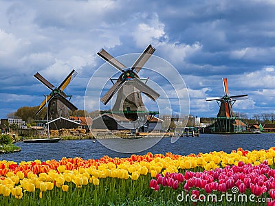 Windmills and flowers in Netherlands Editorial Stock Photo