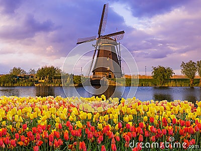 Windmills and flowers in Netherlands Stock Photo