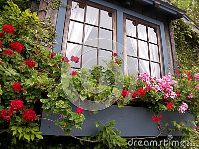 Window box with flowers Stock Photo