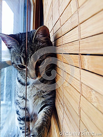 Window cat Stock Photo