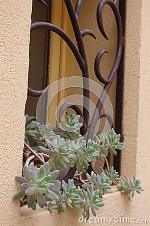 Window with curved forged iron bars and a potted succulent plant Stock Photo