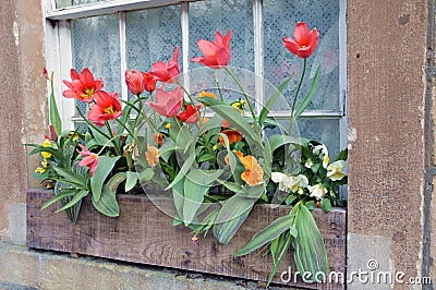 Window Flower Box Stock Photo