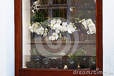 Window of a flower shop. White orchids in pots Stock Photo