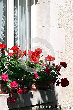 Window Geraniums Stock Photo