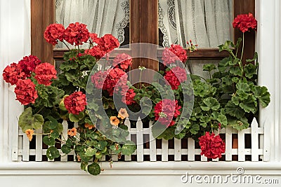 Window with geraniums Stock Photo