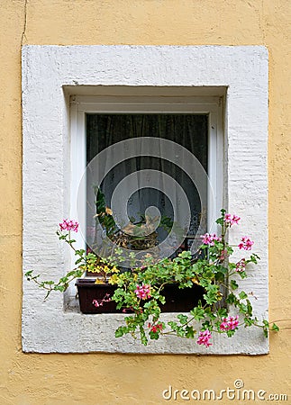 Window of a house with geraniums Stock Photo