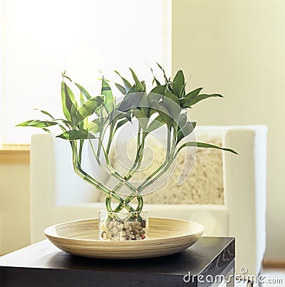 Lucky bamboo houseplant in comfortable, modern living room. Fresh, natural, home interior decor. Stock Photo