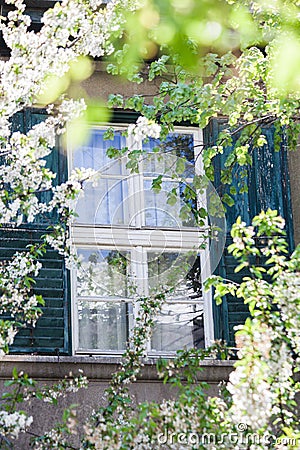 Window of an old house in city framed by spring branches of blossoming trees Stock Photo